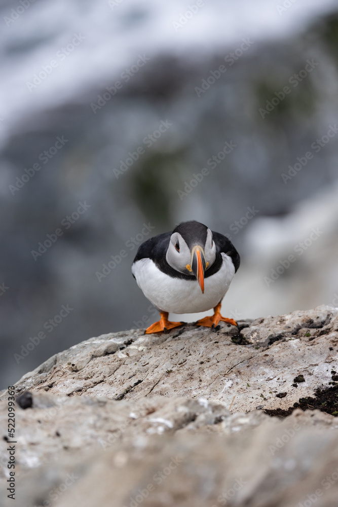 Fototapeta premium Papageientaucher auf der Vogelinsel Hornøya