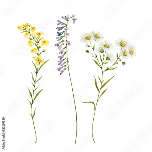 tender wildflowers  watercolor illustration set.