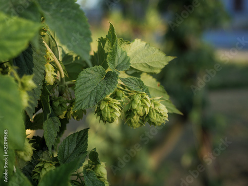 Hop cones grow on the stem of the plant