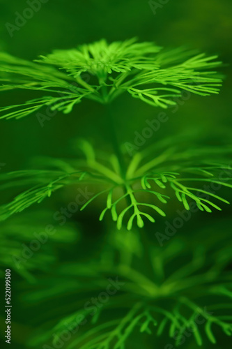 Grüne Unterwasser Pflanze mit zarten Ästen im Wasser