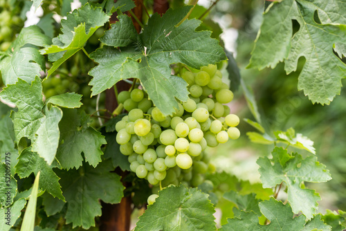 Ripe grapes on the bushes of vineyards
