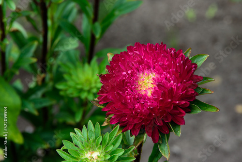 beautiful dark red aster flower on cloudy summer day green grass photo