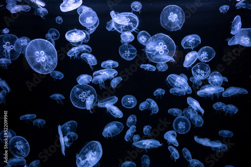 Many Moon Jellyfish (Aurelia aurita) are seen swimming underwater