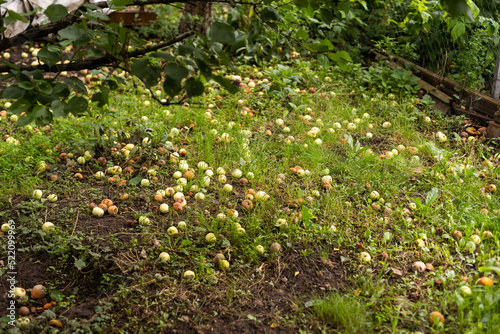 Fallen apples in an orchard . Industrial apples . Harvest . Apples background. Apples lying on ground photo