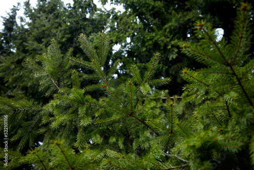 fir branches in the forest