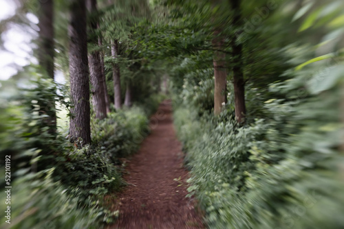 artistic blurred picture of a forest path