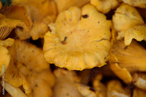 beautiful yellow mushrooms chanterelles and birch leaves on a cloudy summer day