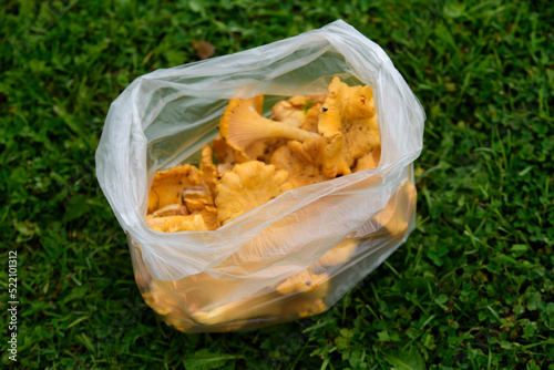 .beautiful yellow chanterelle mushrooms in a plastic bag on a cloudy summer day