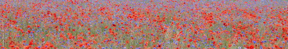 field with poppies and cornflowers