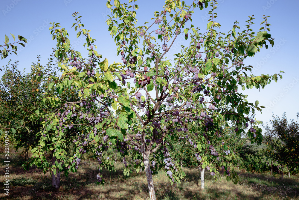 Plum Tree With Growing Plums