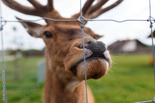 adult male deer with large horns grazes in a nursery behind a wire fence and proudly looks at the camera. Close up of deer's muzzle.