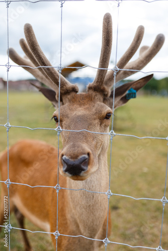 adult male deer with large horns grazes in a nursery behind a wire fence and looks at the camera. Close up of deer's muzzle.
