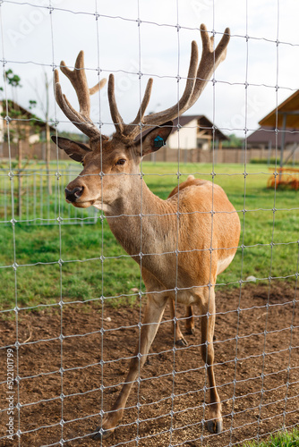 adult male deer with large horns grazes in a nursery behind a wire fence and looks at the camera.