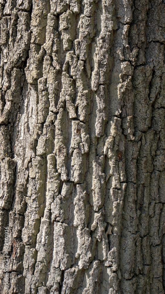 Oak wood outside pattern