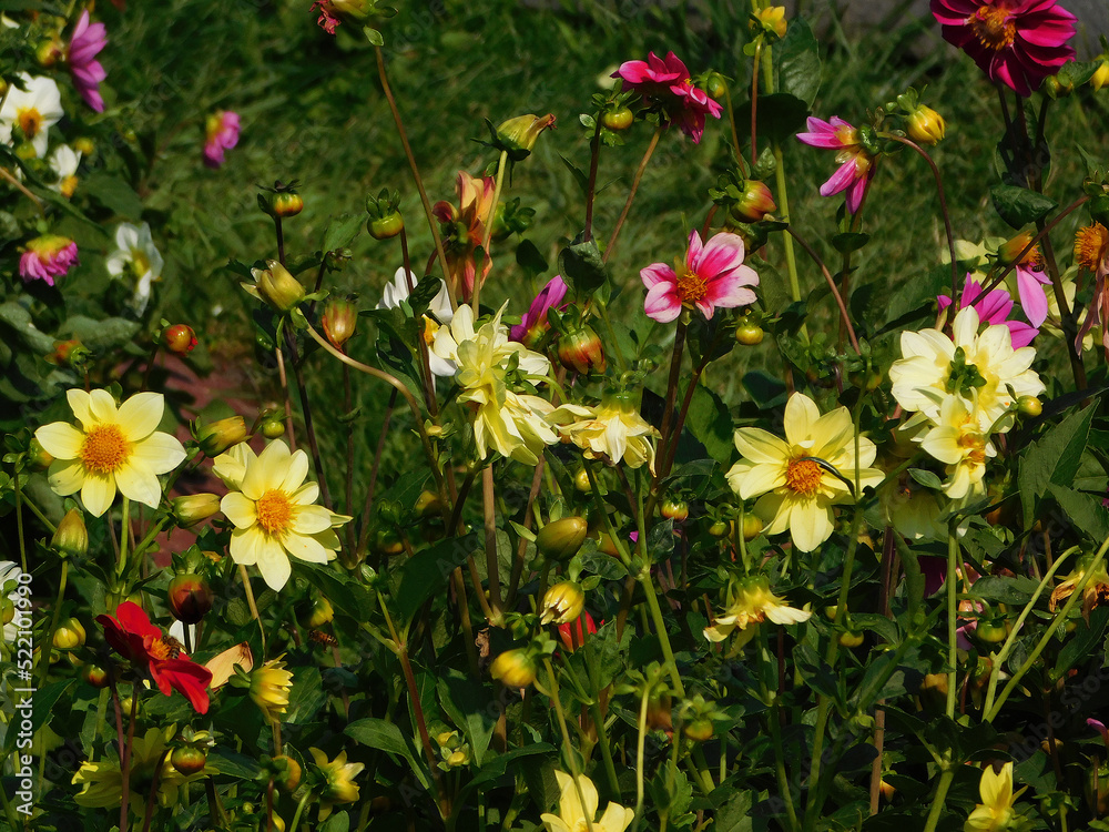 Colorful dahlias on flowerbed.