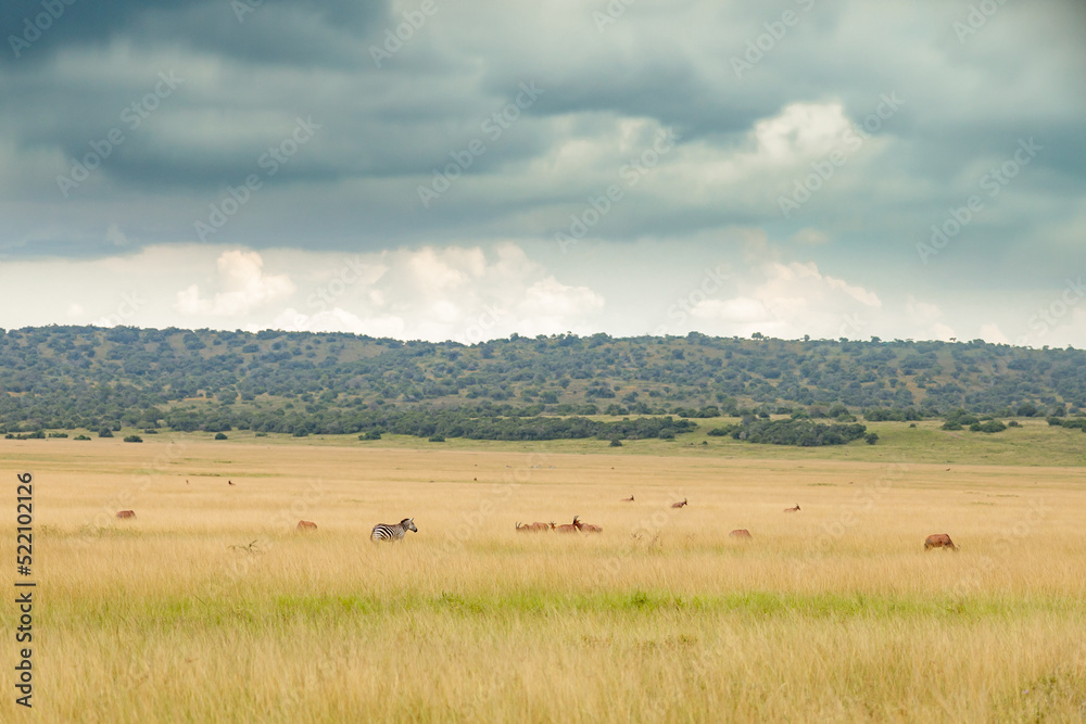 Herd of impalas and zebras graze in a meadow in the savannah