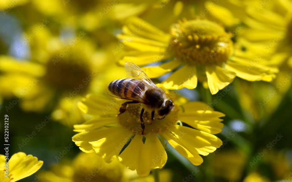 Biene auf einer Gewöhnlichen Sonnenbraut Biene auf einer Gewöhnlichen Sonnenbraut