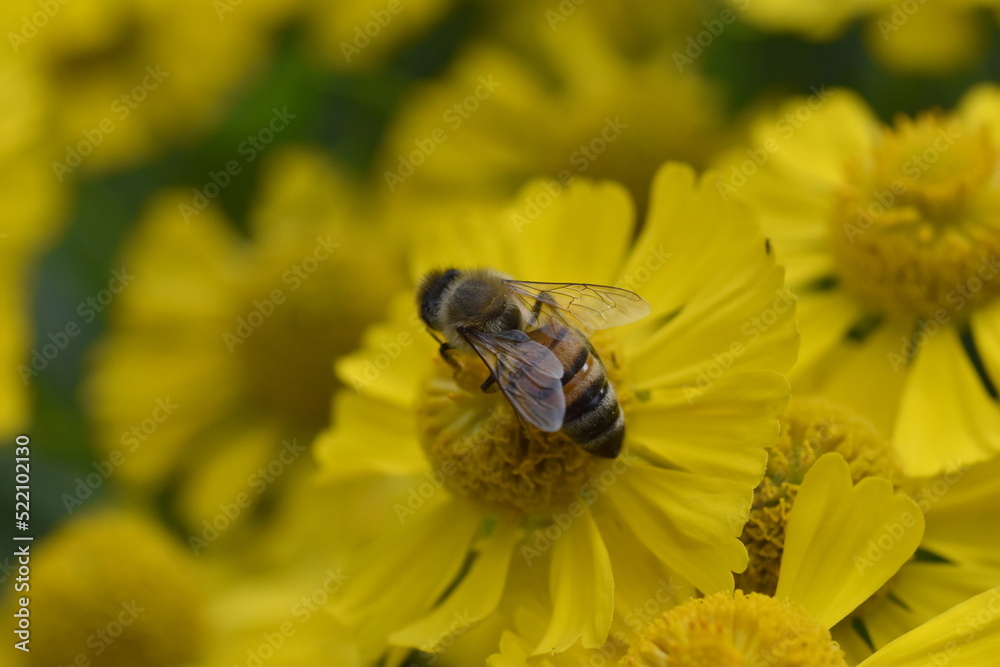 Biene auf einer Gewöhnlichen Sonnenbraut Biene auf einer Gewöhnlichen Sonnenbraut