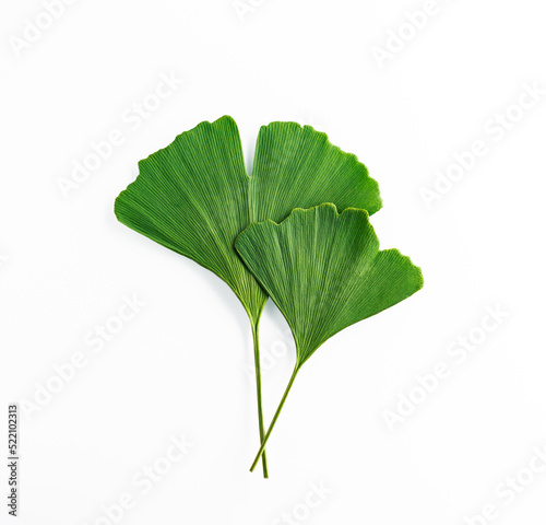 Two Ginko green leaves isolated on white background. Gingko Biloba composition for medicine product design element, top view.