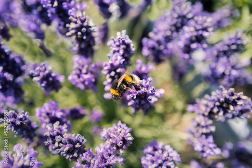 Bumble bee on lavender flowers seen from above. Shallow focus.