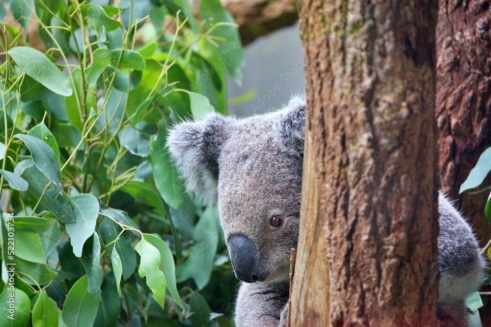 Obraz premium Nahaufnahme Koala