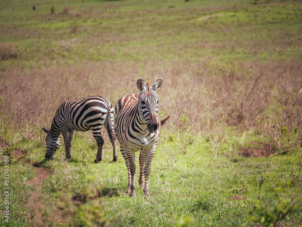 Obraz premium zebra in the wild