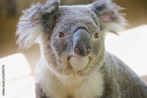 Fototapeta Naklejka Na Ścianę i Meble -  Nahaufnahme Koala