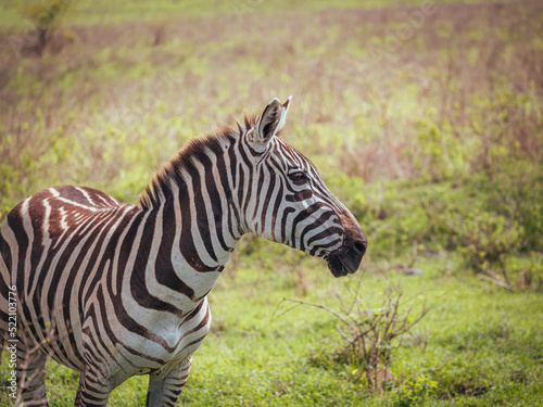 zebra in the wild © Caleb