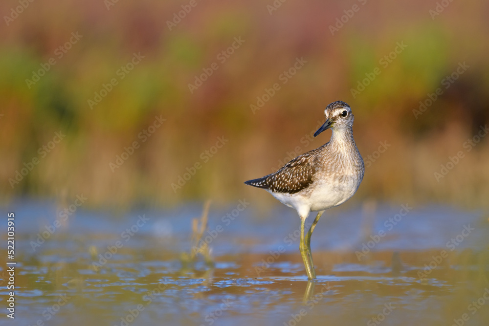 Wood sandpiper standing in field. Birdwatching bird subject. Wood sandpiper standing in field. Birdwatching bird subject.
