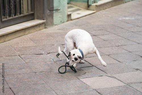 dog on a sidwalk in the city fighting with his leash photo