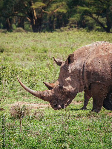 rhino in the wild