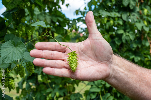 Hops cone isolated against human hand for size reference.