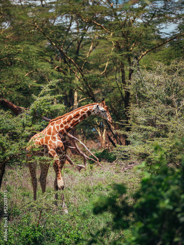 Photography giraffe in the savannah