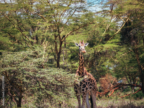 Photography giraffe in the wild