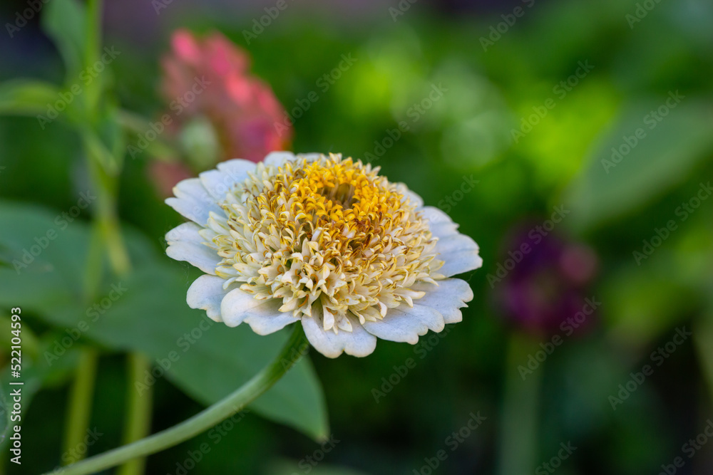 Blossom white zinnia flower on a green background on a summer day macro photography. Blooming zinnia with white petals close-up photo in summertime. Blossom white zinnia flower on a green background on a summer day macro photography. Blooming zinnia with white petals close-up photo in summertime.