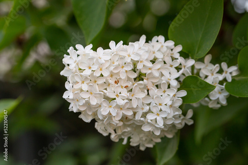 A branch of blooming white lilac flower on a green background in a spring sunny day macro photography. Small white sirynga vulgaris flowers on a branch of a flowering plant close-up photo.