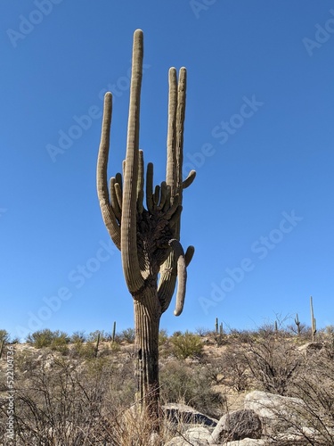 Vertical shot of saguaro cactus (Carnegiea gigantea) in desert under blue sky. photo