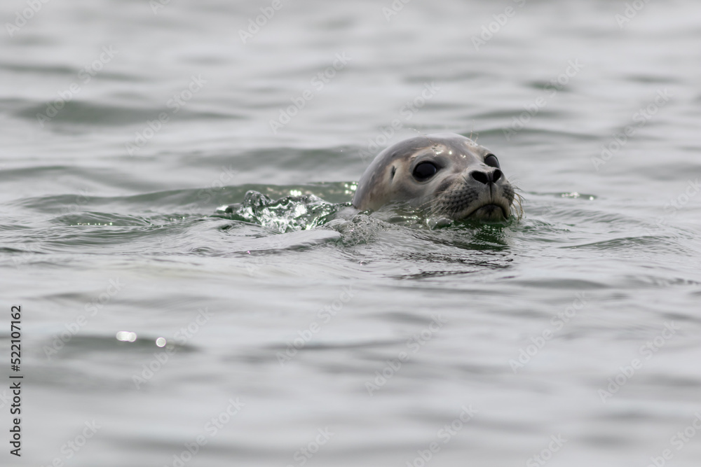 Obraz premium Harbor Seal Pup, Phoca vitulina, swimming on a summer morning, Muscongus Bay, Maine