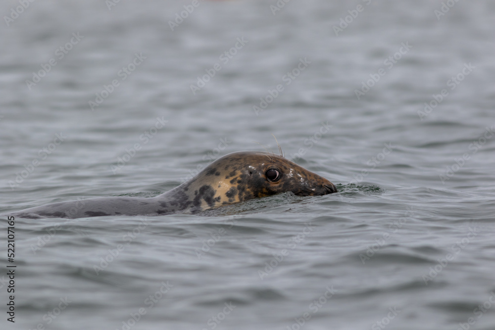 Fototapeta premium Harbor Seal Pup, Phoca vitulina, swimming on a summer morning, Muscongus Bay, Maine