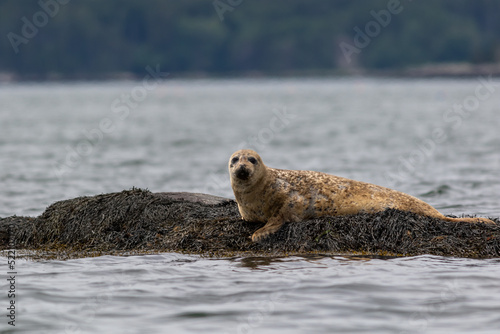 Harbor Seal Pup, Phoca vitulina, hauling on a rock on a summer morning, Muscongus Bay, Maine