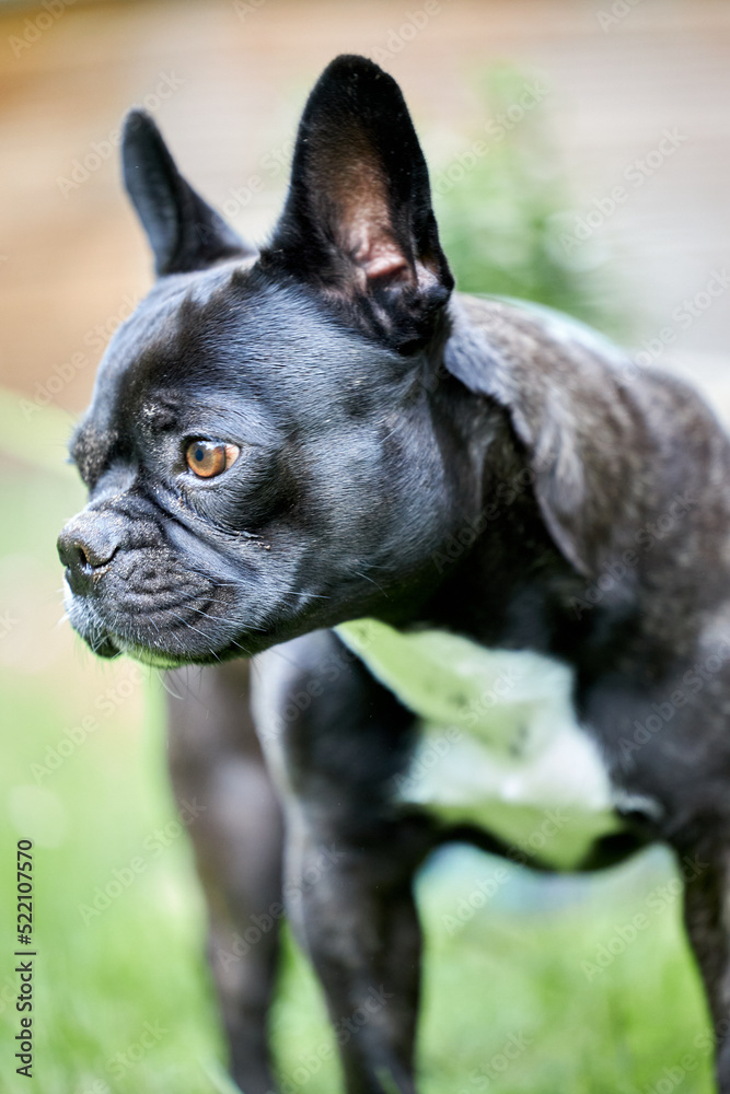 Französische Bulldogge mit Nase