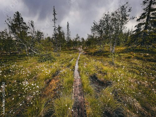 Hiking trail with wooden walkway in Sonfjället National Park in the west of Sweden