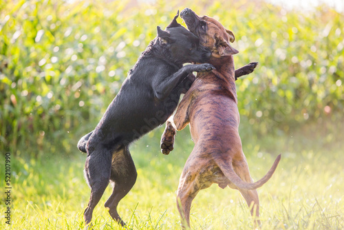 Fotografie, Obraz dogs playing and hugging