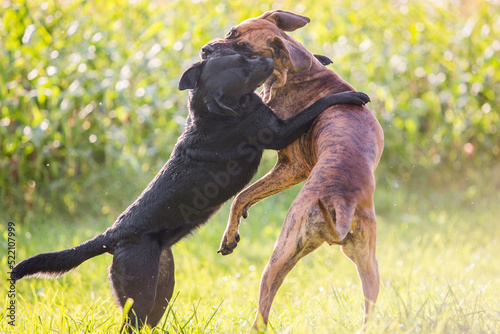 dogs playing and hugging Fototapet