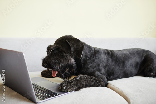 Fototapeta Naklejka Na Ścianę i Meble -  Beautiful black schnauzer lying on sofa at home and looking at computer monitor