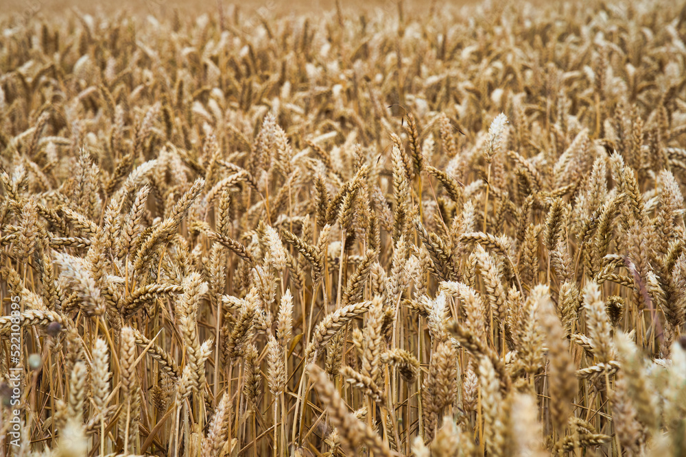 Golden wheat field ready for harvest in Skane, Sweden. Selective focus. Golden wheat field ready for harvest in Skane, Sweden. Selective focus.