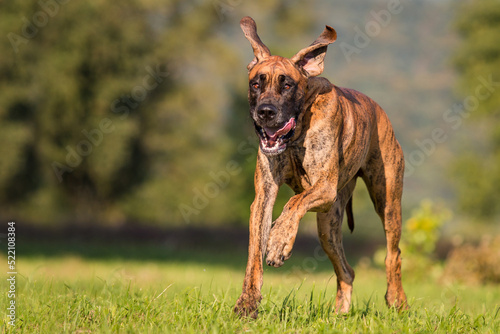 brindle great dane running with tongue out