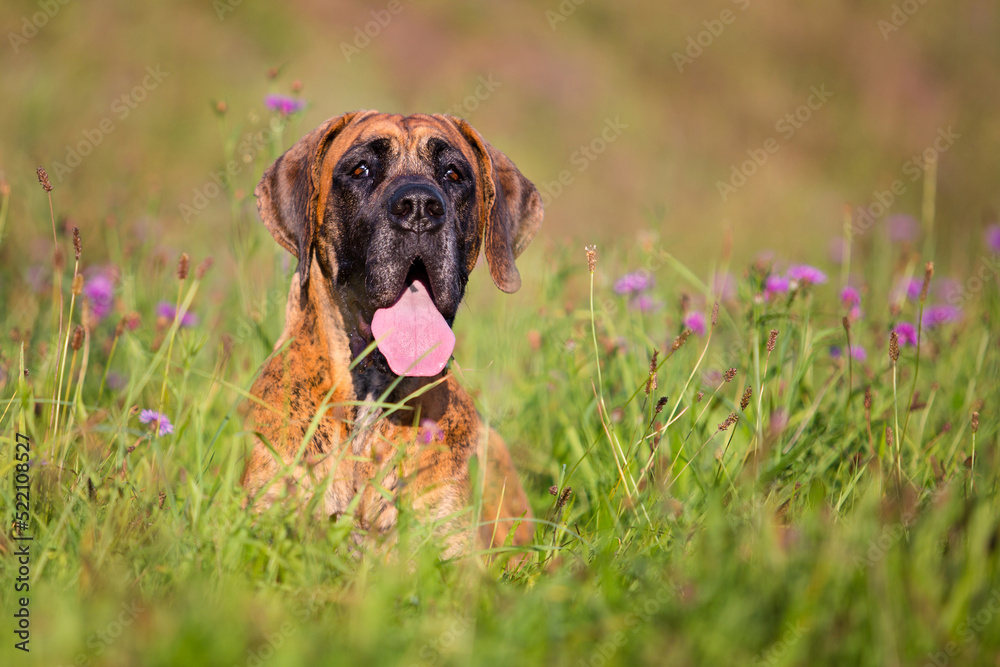great dane with tongue out in purple flowers