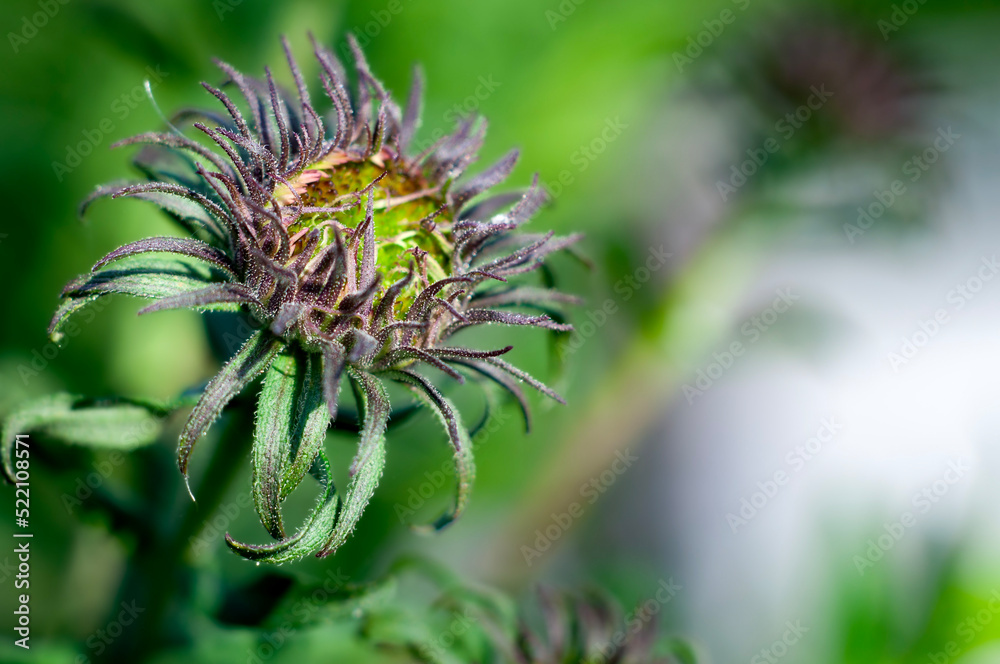 Macro world Macro world