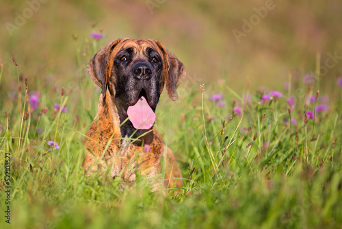 great dane with tongue out in purple flowers